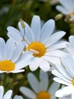 Foto eines blauen Schmetterlings